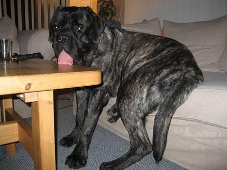Mastiff engelsk mastiff Hogan - jeg ligger da ikke i sofaen far billede 1