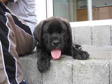 Mastiff engelsk mastiff Hogan - første dag hjemme billede 2