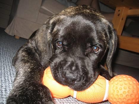 Mastiff engelsk mastiff Hogan - MIN MIN MIN billede 4