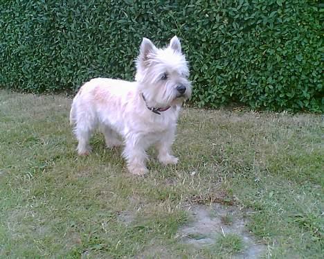 Cairn terrier Emsig billede 15