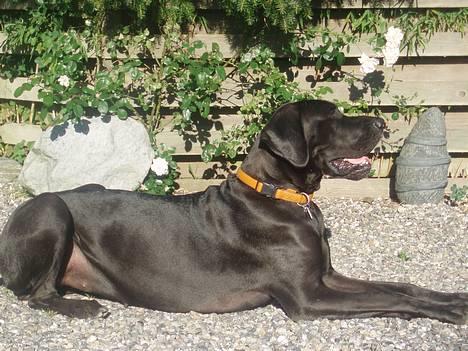 Grand danois Luca - Luca ligge og nyder vejret billede 1