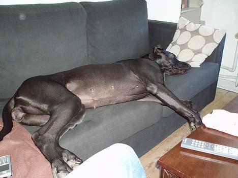 Grand danois Luca - Her ser man så luca der er gået kold efter en lang gå tur billede 2