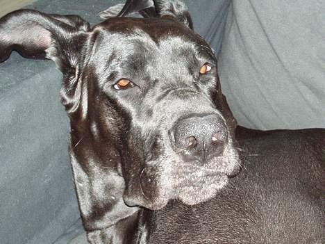 Grand danois Luca - Er jeg ikk lækker? billede 3