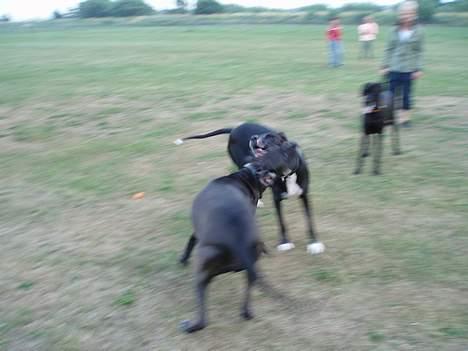 Grand danois Luca - Her ser jeg på at mine venner balbas og troja "slåser" billede 4