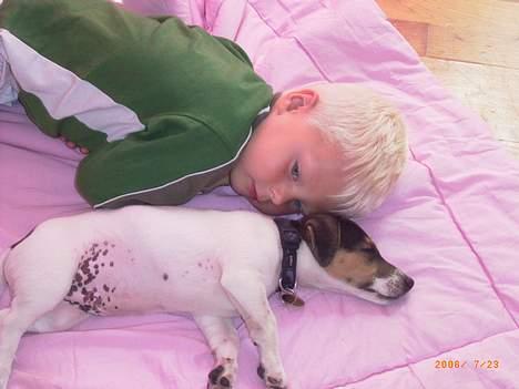 Jack russell terrier Diesel billede 9