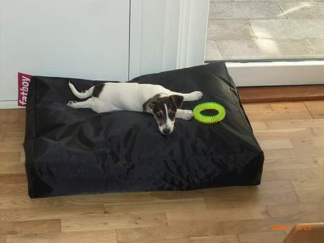 Jack russell terrier Diesel billede 11