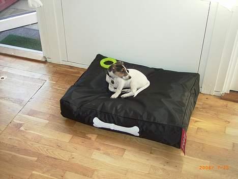 Jack russell terrier Diesel billede 12