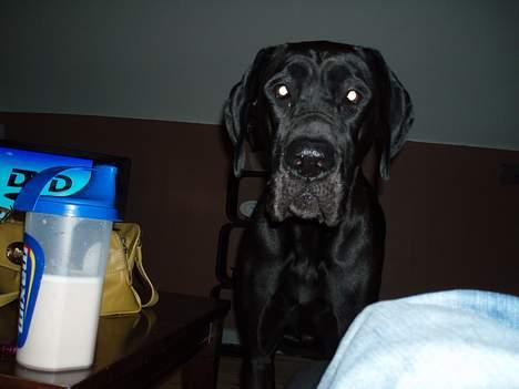 Grand danois Luca - Hvorfor syns I altid det er så træls når jeg står foran jer når I ser tv? billede 5