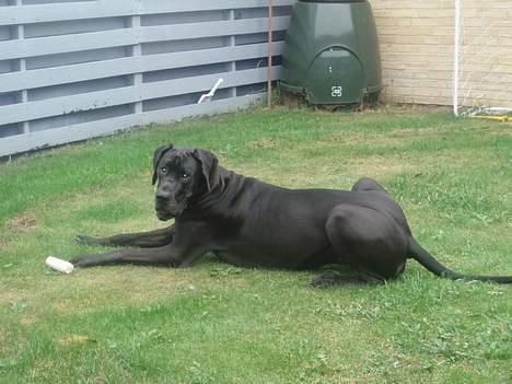 Grand danois Luca - Nyder vejret billede 6