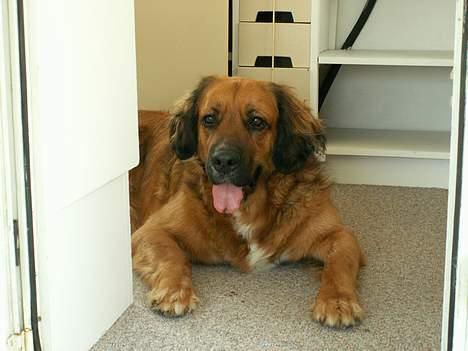 Blanding af racer Seiko billede 11