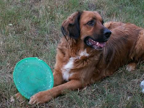 Blanding af racer Seiko billede 12