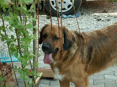 Blanding af racer Seiko billede 13