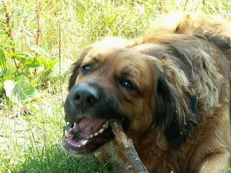 Blanding af racer Seiko billede 14