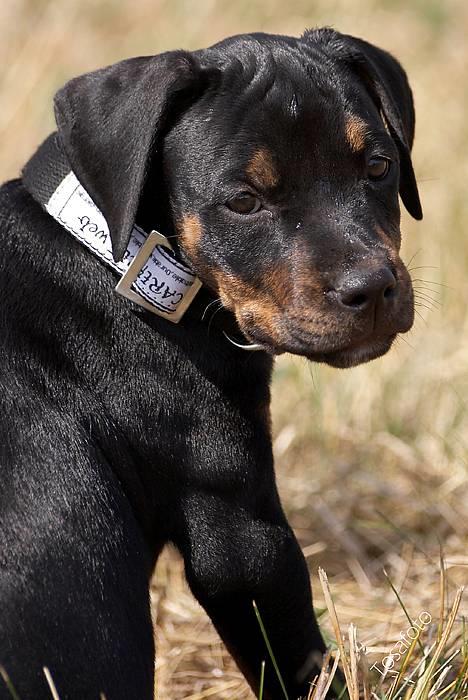 Blanding af racer Amweiler Fix *26-5* - *NYT*  billede 1