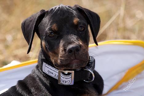 Blanding af racer Amweiler Fix *26-5* - *Nyt* Tosafoto  billede 2