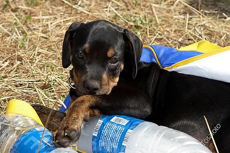 Blanding af racer Amweiler Fix *26-5* - *Nyt* Tosafoto  billede 3