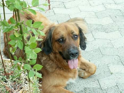 Blanding af racer Seiko billede 15