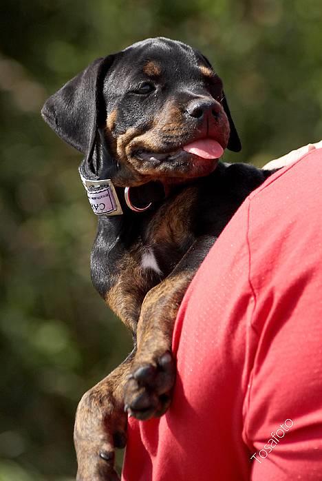 Blanding af racer Amweiler Fix *26-5* - *Nyt* Tosafoto  billede 5