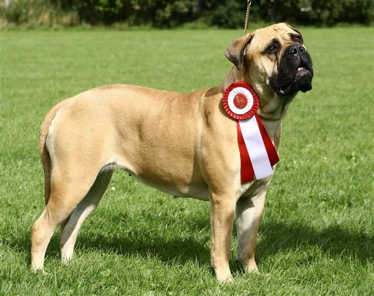 Bullmastiff Bertha - Kan godt stå pænt, hvis det skal være. Tommerup sep. 07. (lima-foto) billede 8