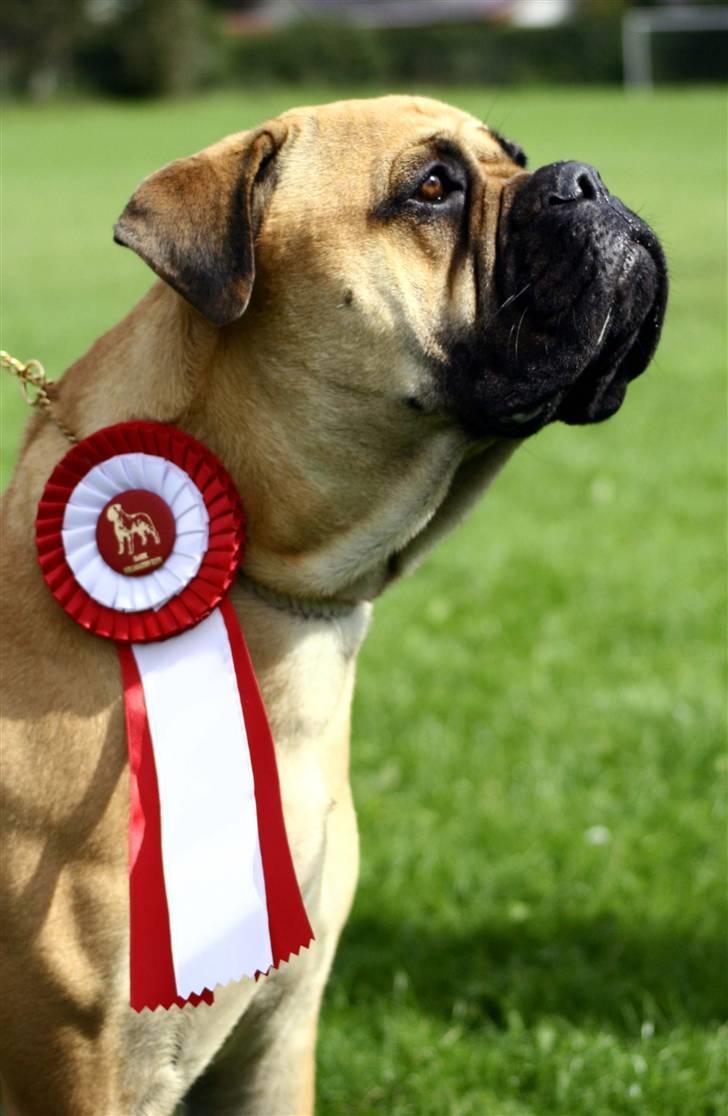 Bullmastiff Bertha - Tommerup 07. (lima-foto) billede 9