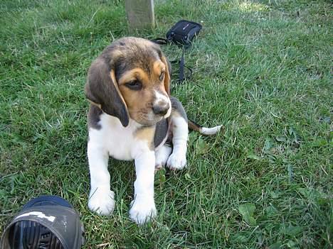 Beagle Hamanns Walther - Er jeg ikke bare kær :o) billede 1