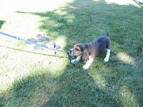 Beagle Hamanns Walther - Det er min snor..... billede 2