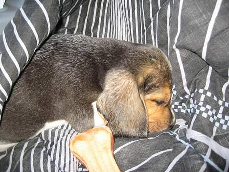 Beagle Hamanns Walther - Jeg får mig lige en lille lur. billede 3