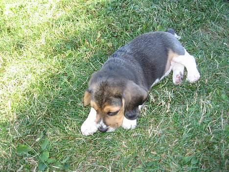 Beagle Hamanns Walther - Jeg er sikker på jeg så en godbid her ...altså hvor er den ? billede 4