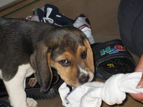 Beagle Hamanns Walther - Fars fodsved smager dejligt :o) billede 5