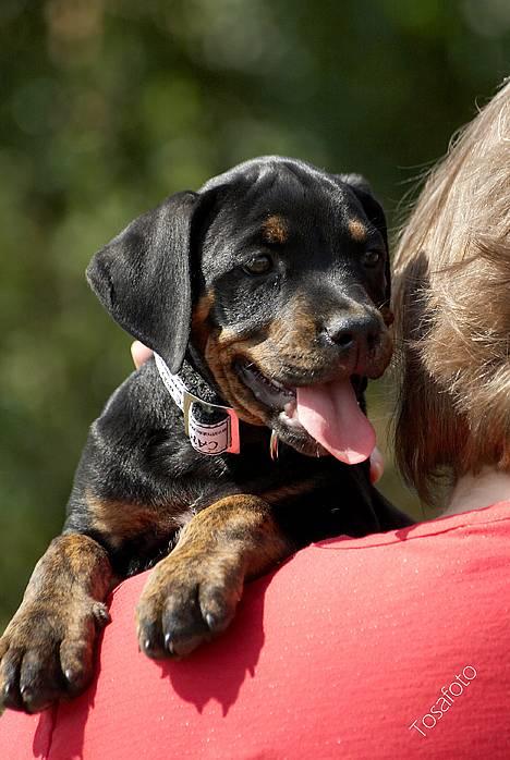 Blanding af racer Amweiler Fix *26-5* - *Nyt* Tosafoto  billede 6