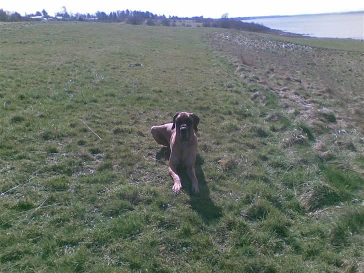 Grand danois Bufas - Ja ja Jeg kigger!! billede 15