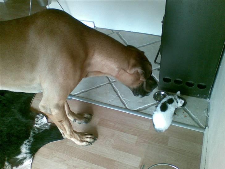 Grand danois Bufas - Har du noget spændene der måske?? billede 16