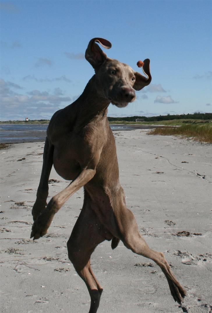 Weimaraner Merlin billede 5