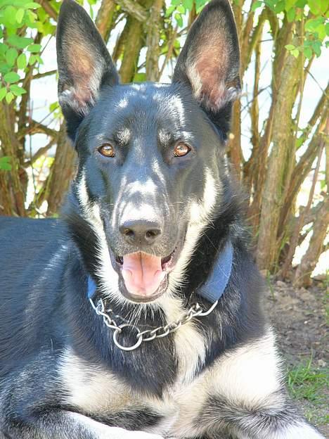 Blanding af racer Zaco billede 9