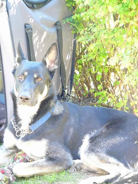 Blanding af racer Zaco billede 10