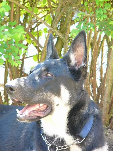 Blanding af racer Zaco billede 11