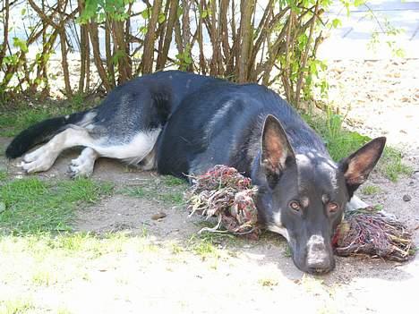 Blanding af racer Zaco billede 12