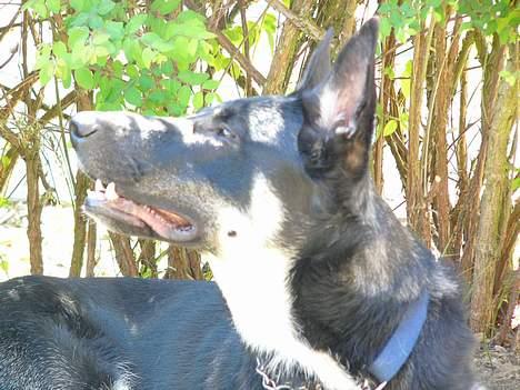 Blanding af racer Zaco billede 13