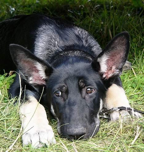 Blanding af racer Zaco billede 14