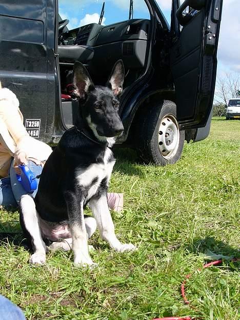 Blanding af racer Zaco billede 16