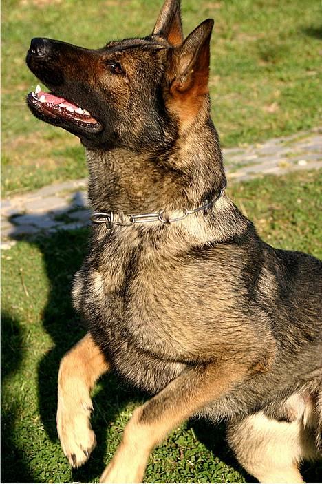 Schæferhund Calido - Calido billede 1