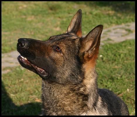 Schæferhund Calido - Må jeg ikke nok.. billede 2