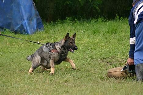 Schæferhund Calido - Det set sjovt ud ... billede 3