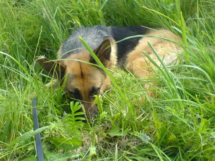 Schæferhund Quality - Hyggedag billede 6