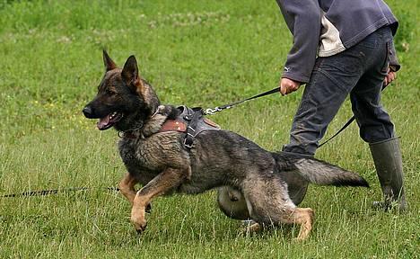 Schæferhund Calido billede 4