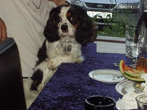 Cavalier king charles spaniel Willie billede 10
