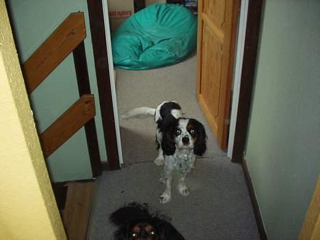 Cavalier king charles spaniel Willie billede 11