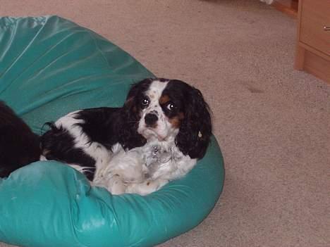 Cavalier king charles spaniel Willie billede 12