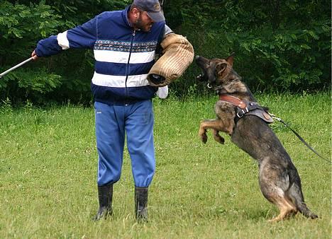 Schæferhund Calido - jeg vil jeg vil bide... billede 5