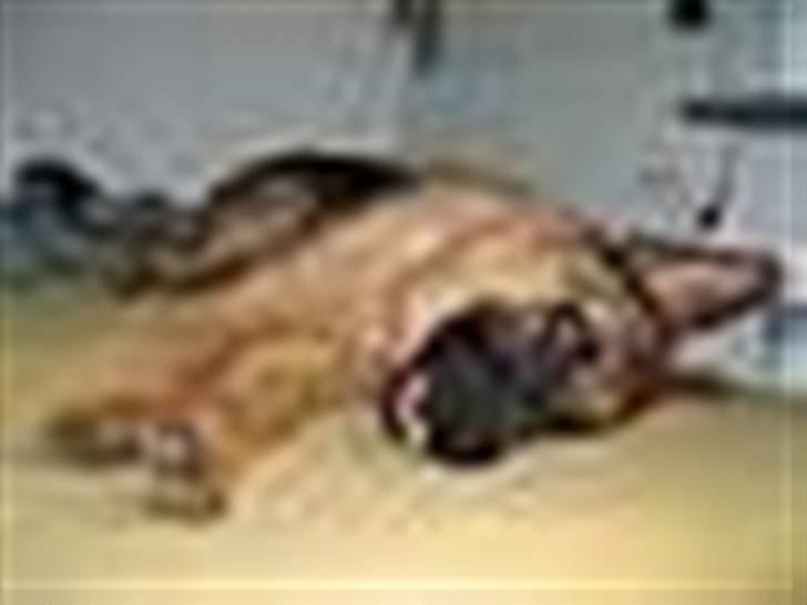 Schæferhund Maegaard's Falco R.I.P - uhh jeg elsker at putte med mor og far i sengen billede 1